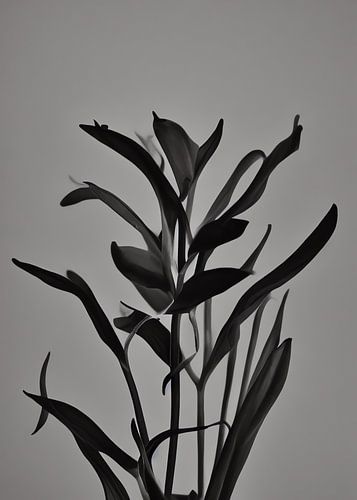 TW living - BLACK MOMENTS 02