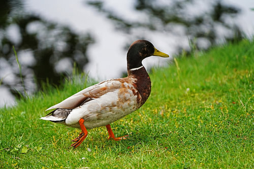 Wilde eend op de oever