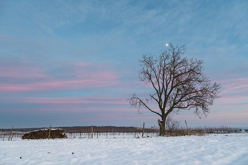 Boom in winterlandschap en maan