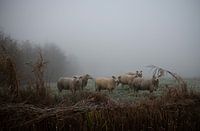 Schapen