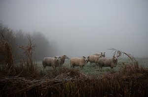 Mouton