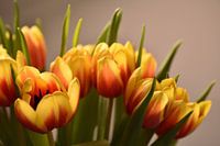 Een geel-oranje tulpenboeket