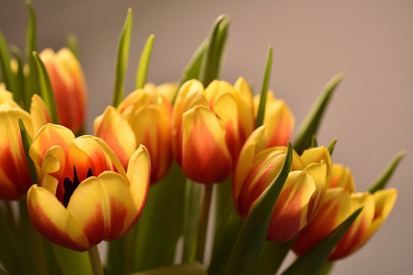 A yellow-orange tulip bouquet by Philipp Klassen