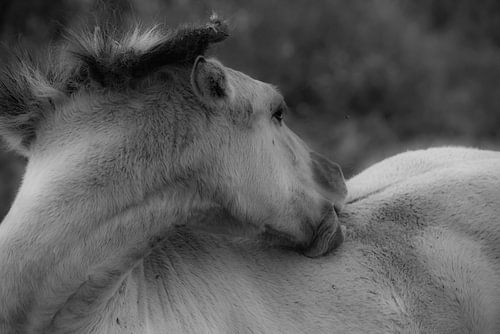 Wild Konik horse in morning fog