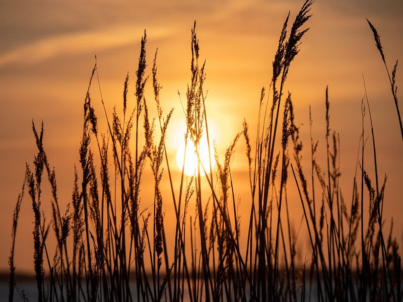 Reed in the sunset by Jörg B. Schubert