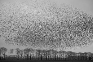 A flock of starlings