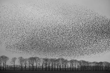 Un nuage d'étourneaux