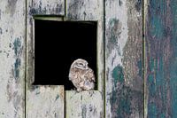 Steinkauz (Athene noctua)