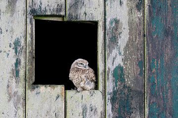 Steenuil (Athene noctua) van Ronald Pol