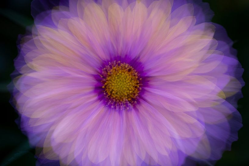Cosmea von Christien van der Veen Fotografie