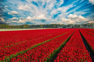Tulpenfelder in den Niederlanden