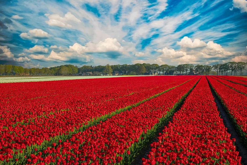 Tulip fields in the Netherlands by Gert Hilbink