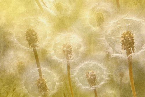 Dandelion Dreams