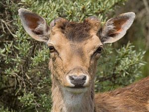 Damwild
