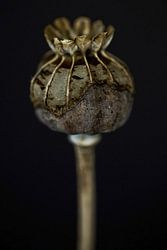 Poppy Love