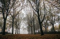 Matins brumeux d'automne par Stefan Lucassen Aperçu