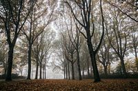 Misty autumn mornings