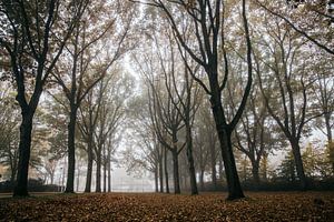 Misty autumn mornings van Stefan Lucassen