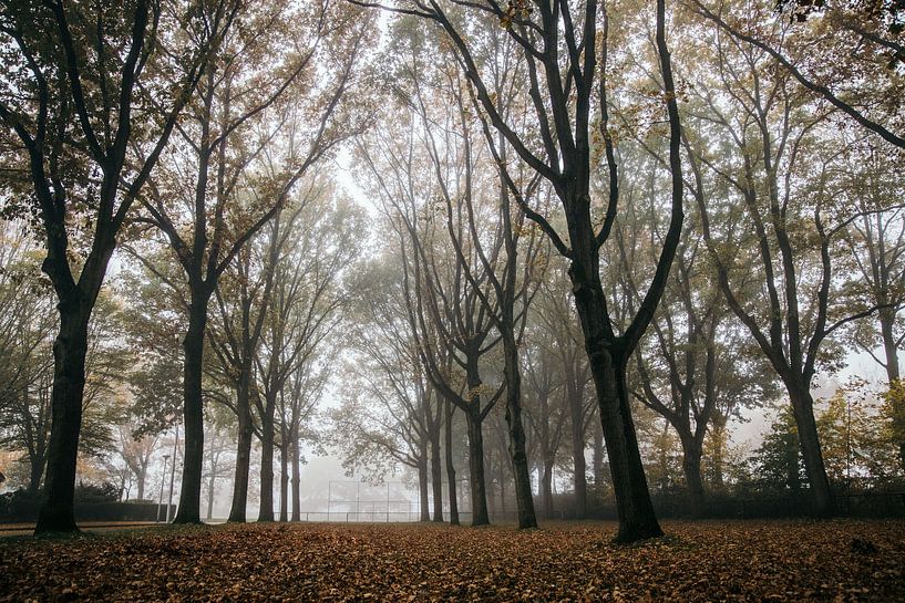 Matins brumeux d'automne par Stefan Lucassen