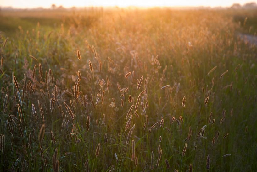 Evening gold by Anco van der Kolk