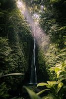 Light in the jungle