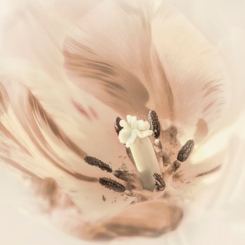 Tulp in basic kleuren.