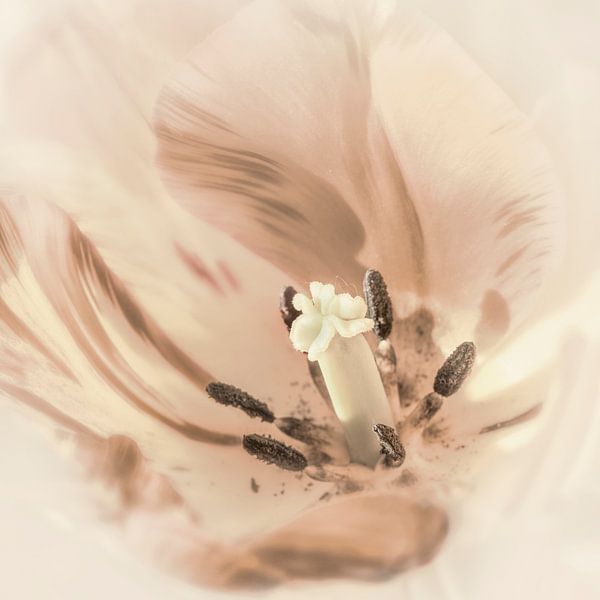 Tulip in basic colours. by Alie Ekkelenkamp