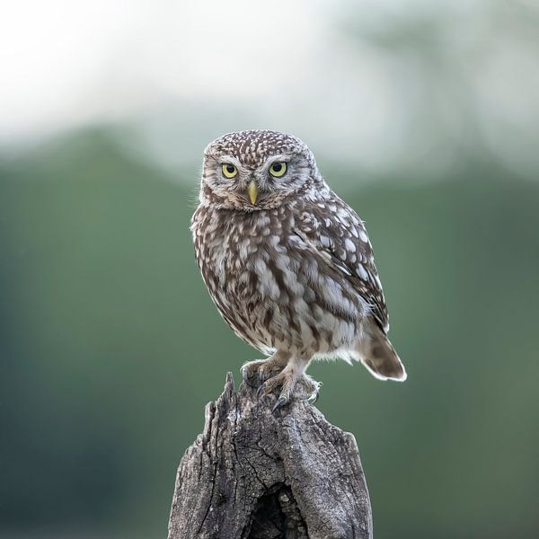 Little Owl, Athens Noctua by Gert Hilbink