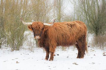 de schotse hooglander