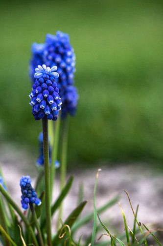 blauw druifje