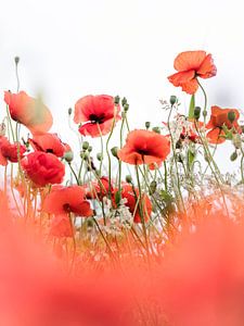 Cheerful Poppies van Bob Daalder