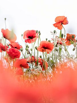 Cheerful Poppies van Bob Daalder