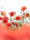Cheerful Poppies van Bob Daalder thumbnail
