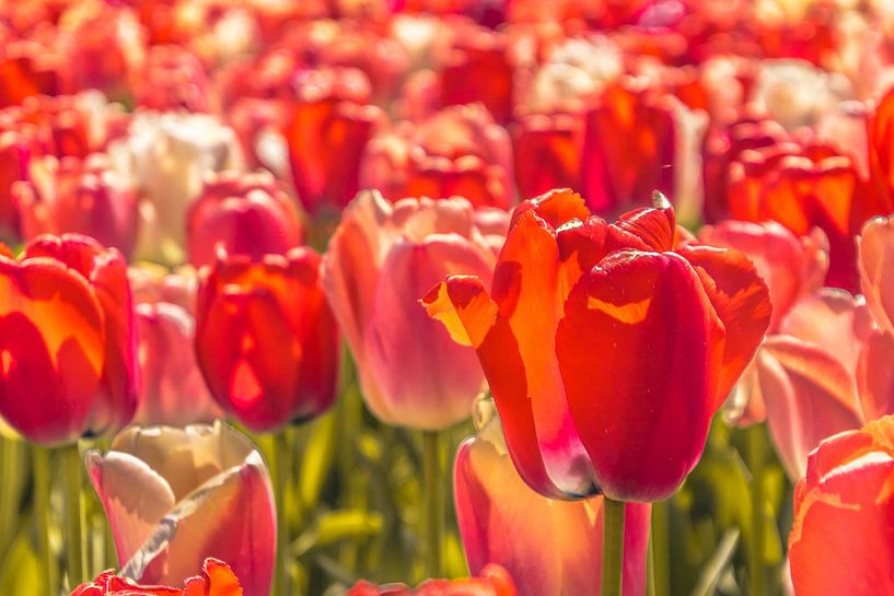 Prachtige gekleurde tulpen von Stedom Fotografie