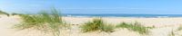 Dune grass at the beach on a summer day