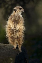 Erdmännchen (Suricata suricatta)