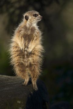 Stokstaartje (Suricata suricatta) van Ronald Pol