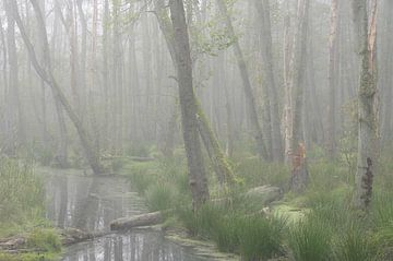 Herfsttooi - mist in het elzenbos van Rolf Schnepp