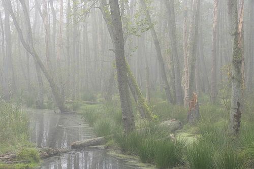 Autumn gloom - fog in the alder forest