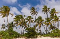 Palmbomen in Zanzibar by Easycopters thumbnail
