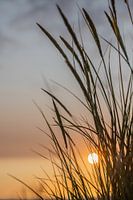 De zon door het riet, zonsondergang op het eiland Terschelling