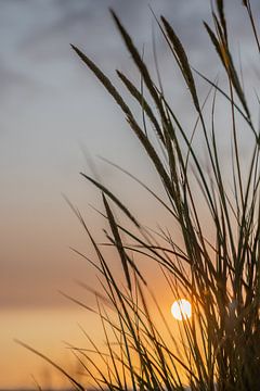 The sun through the reeds by Lydia