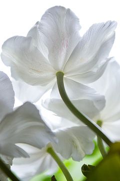 Secret Beauty of White Tulips’ van Joke de Jager