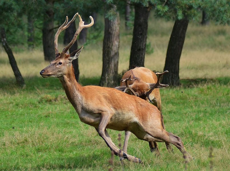 Te jong by Hannie de Graaff