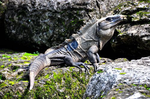 Een zonnige onderbreking voor een Mexicaanse hagedis die op zijn feestmaal wacht