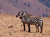 Zebra's Ngorongoro krater von Roos Vogelzang Miniaturansicht