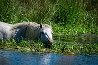 Le cheval cherche à se rafraîchir