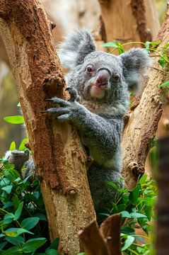 Un adorable koala assis dans un arbre sur Mario Plechaty Photography