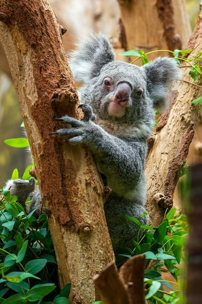 Ein niedlicher Koalabär sitzt in einem Baum von Mario Plechaty Photography