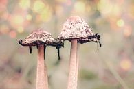 Pilze an einem schönen, verträumten Morgen von Tonny Verhulst Miniaturansicht